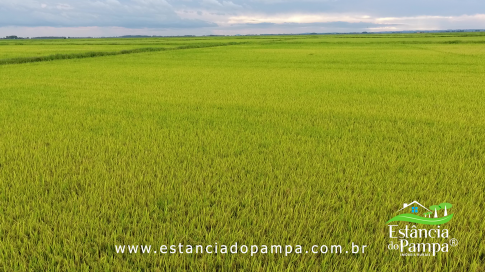 DOS EÓLICOS VIRA P FAZENDA_Moment.00_01_51_10.Quadro054_bbb962917d9200e8c04eca01387926b695aac864.png